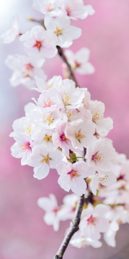 Apple blossoms
